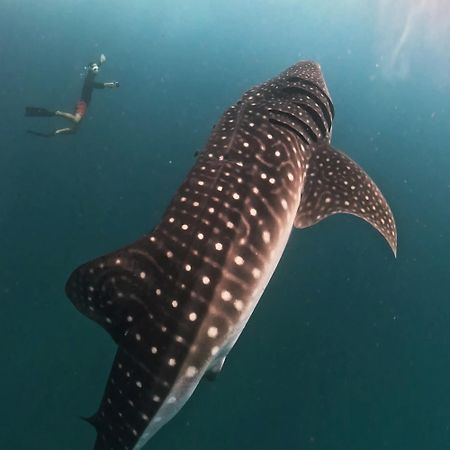 ホテル Dhigurah Dhonveli Boutique エクステリア 写真